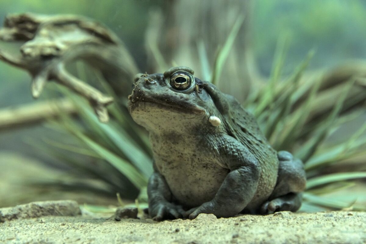 Bufo alvarius, the Sonoran Desert toad, photographed on desert ground with its parotoid gland visible behind the eye