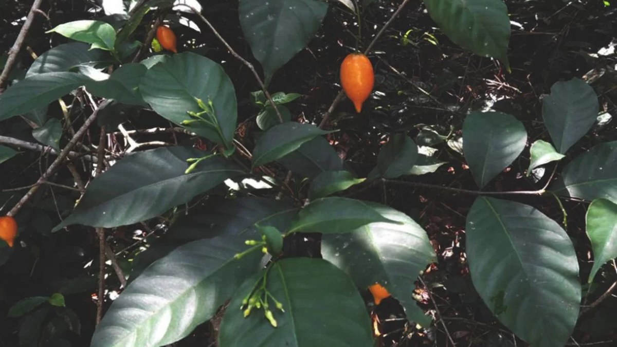 A supervised ibogaine treatment setting
